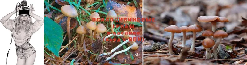 Галлюциногенные грибы Psilocybe  Верхоянск 